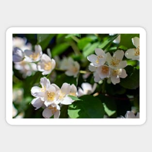 Sweet mock-orange (Philadelphus coronarius) flowers Sticker